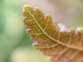 Boswellia benefits & who it's best for
